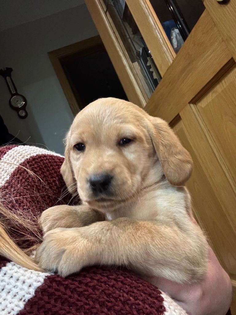 2 male Labrador x Cocker spaniel male pups left 