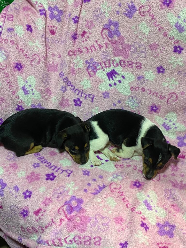 Jackrussel puppies
