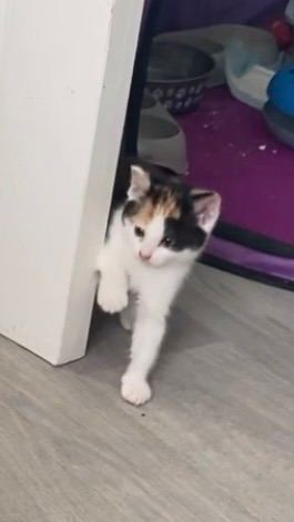 Kittens