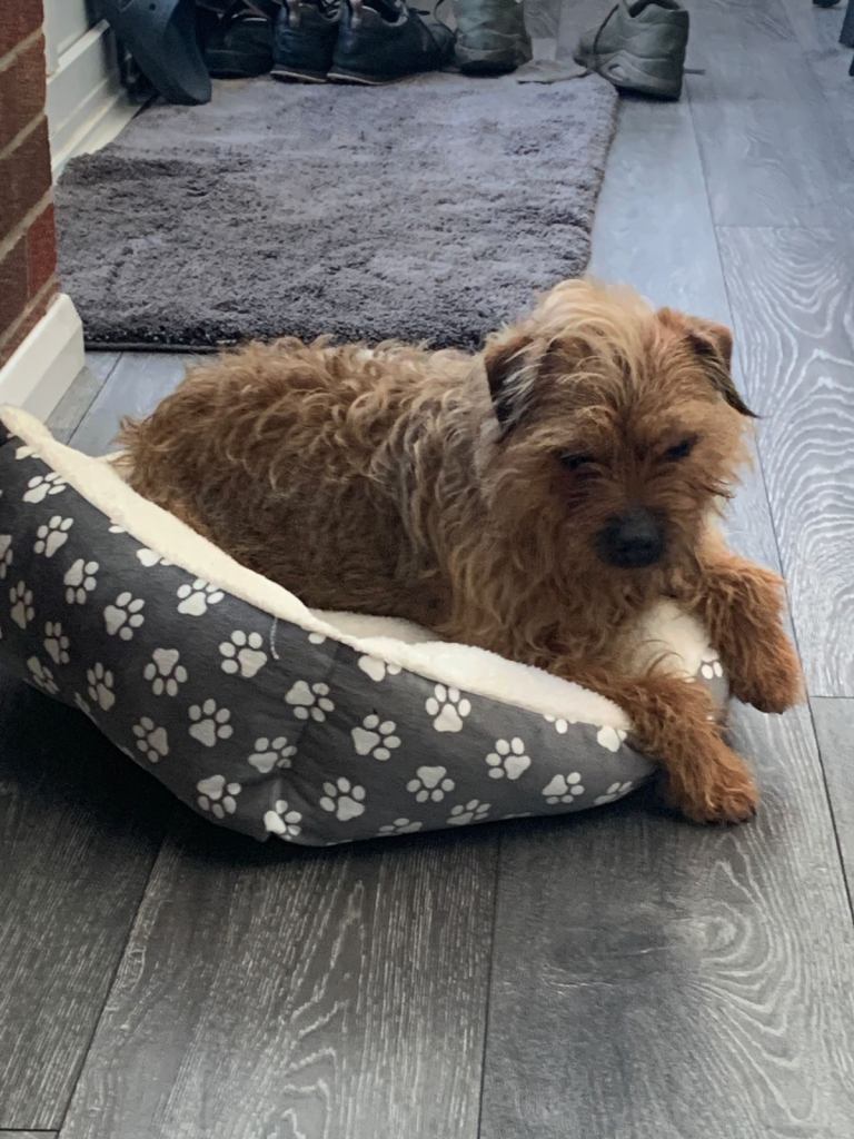 Beautiful border terrier girl. 