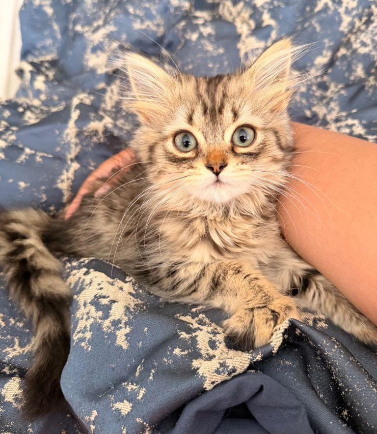 Rare Persian x Chinchilla Kittens- Only 1 Available! 