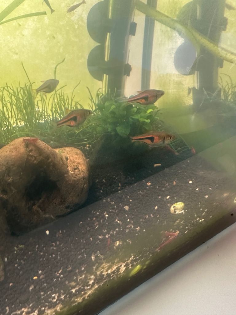 Free Fish & Shrimp