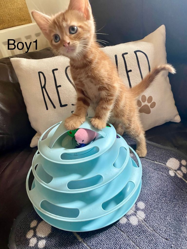 Ginger kittens for sale