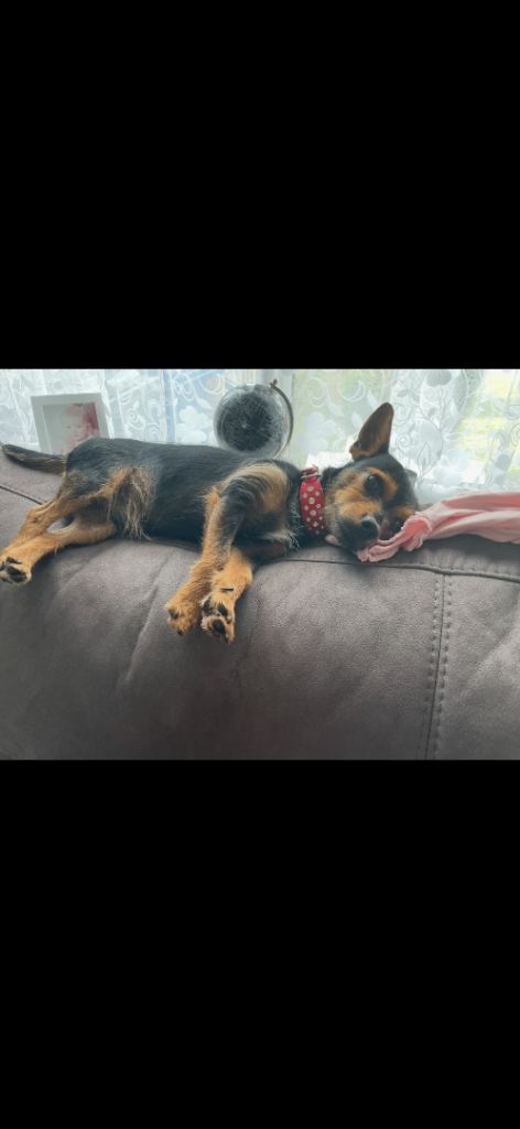 Chorkie chihuahua x Yorkshire terrier 