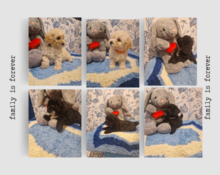Adorable Poochons 