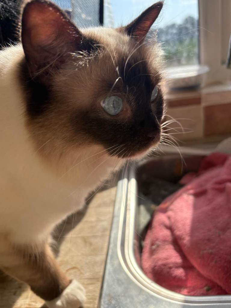 1 year old Ragdoll