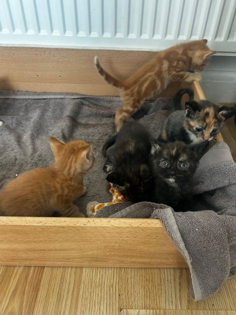Adorable Kittens Looking for Forever Homes