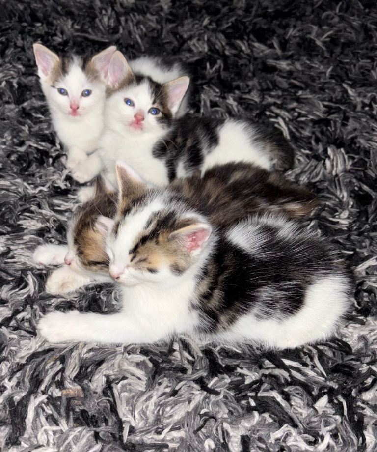 Kittens for sale 