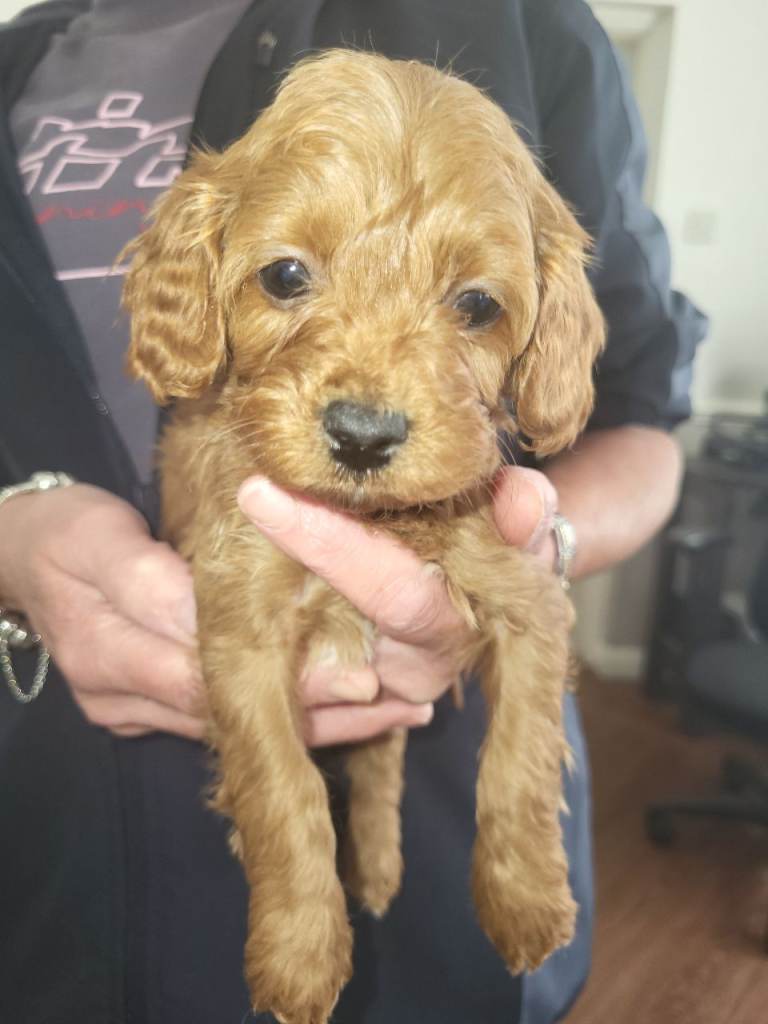 Cavapoo puppies for sale 
