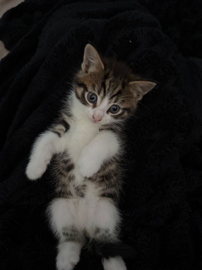 Long hair kittens 