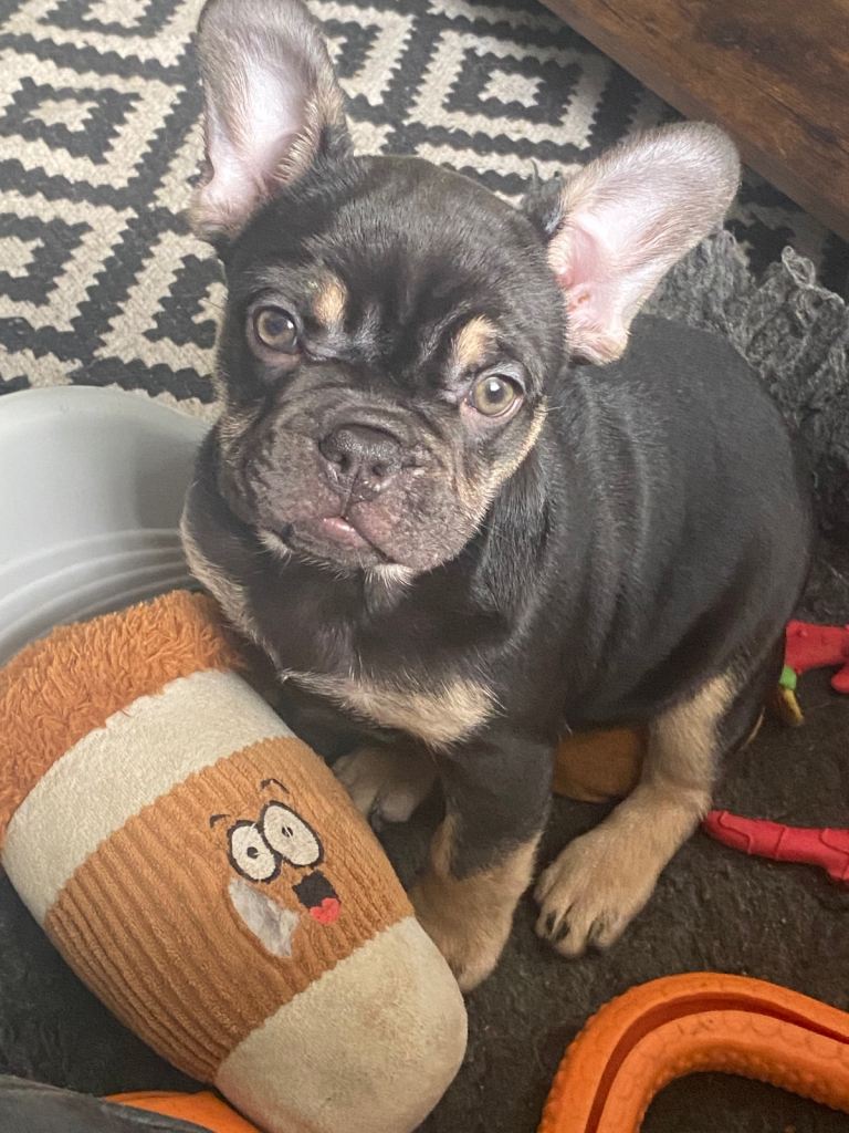 Female French bulldog 