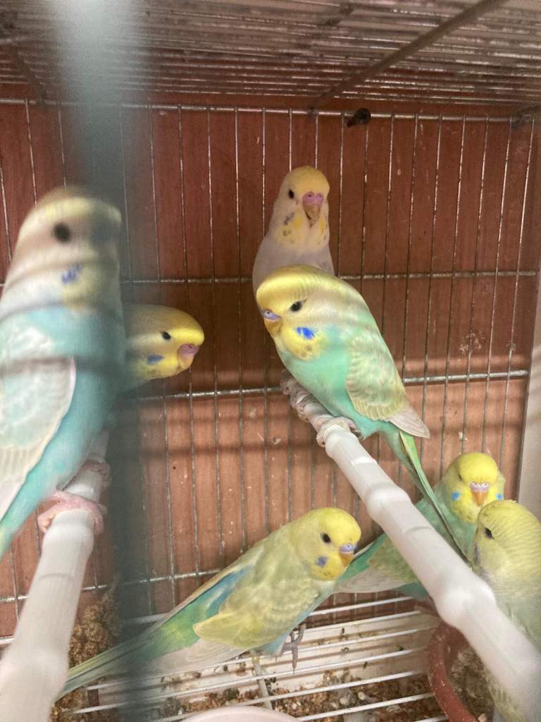 Budgies 