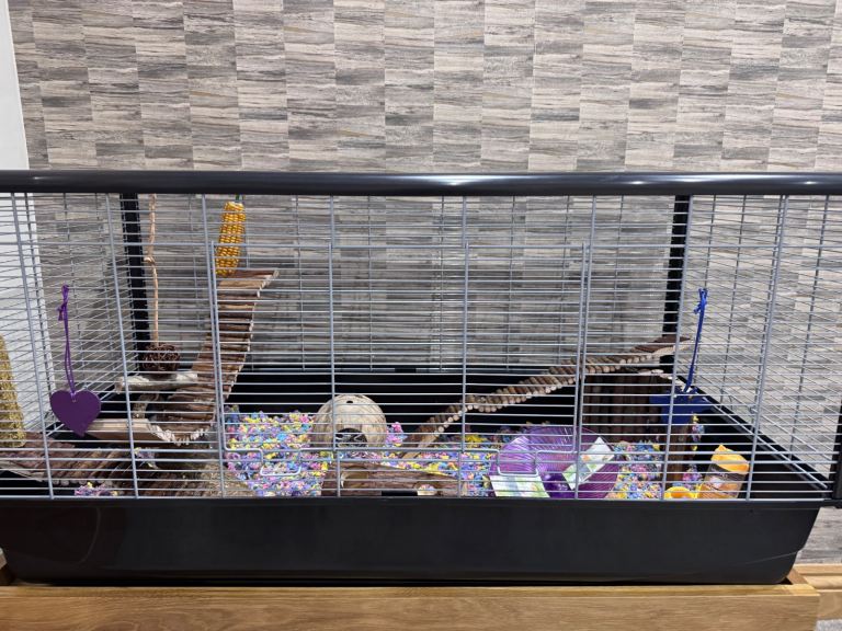 Hamster with full set up and 1 year supply  