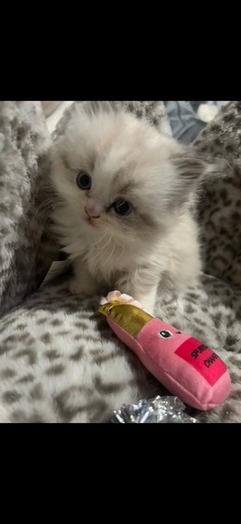  persian kittens 1 MALE LEFT