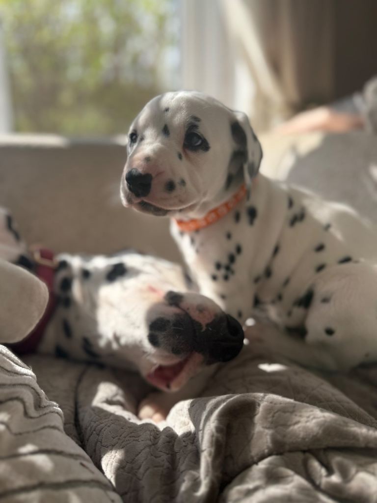 Purebred Dalmatian puppies for sale 