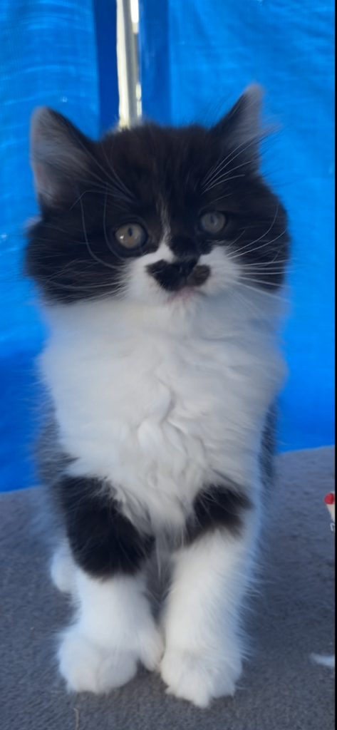 Gorgeous kitten's British shorthair x