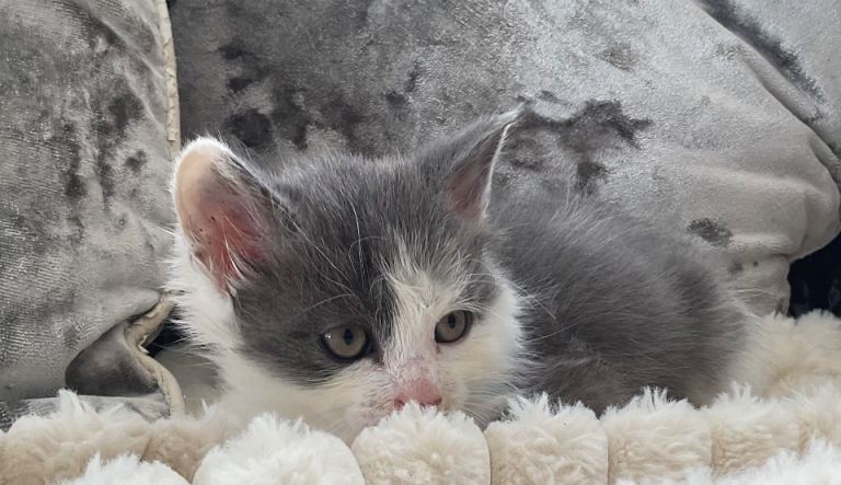 ❤️4 baby kittens  ❤️