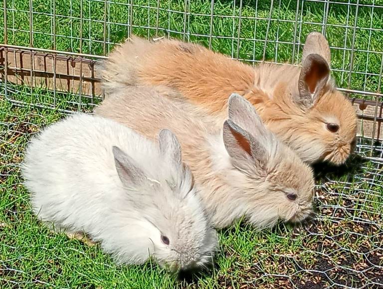 Rabbit 