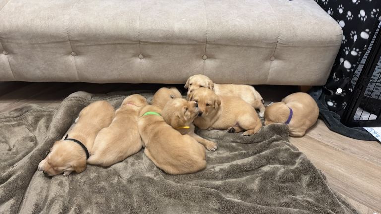 Yellow Labrador retriever puppies 