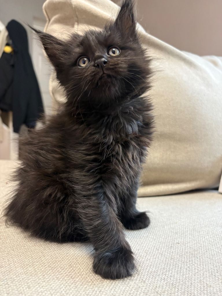 TICA registered Maine coon kittens. 