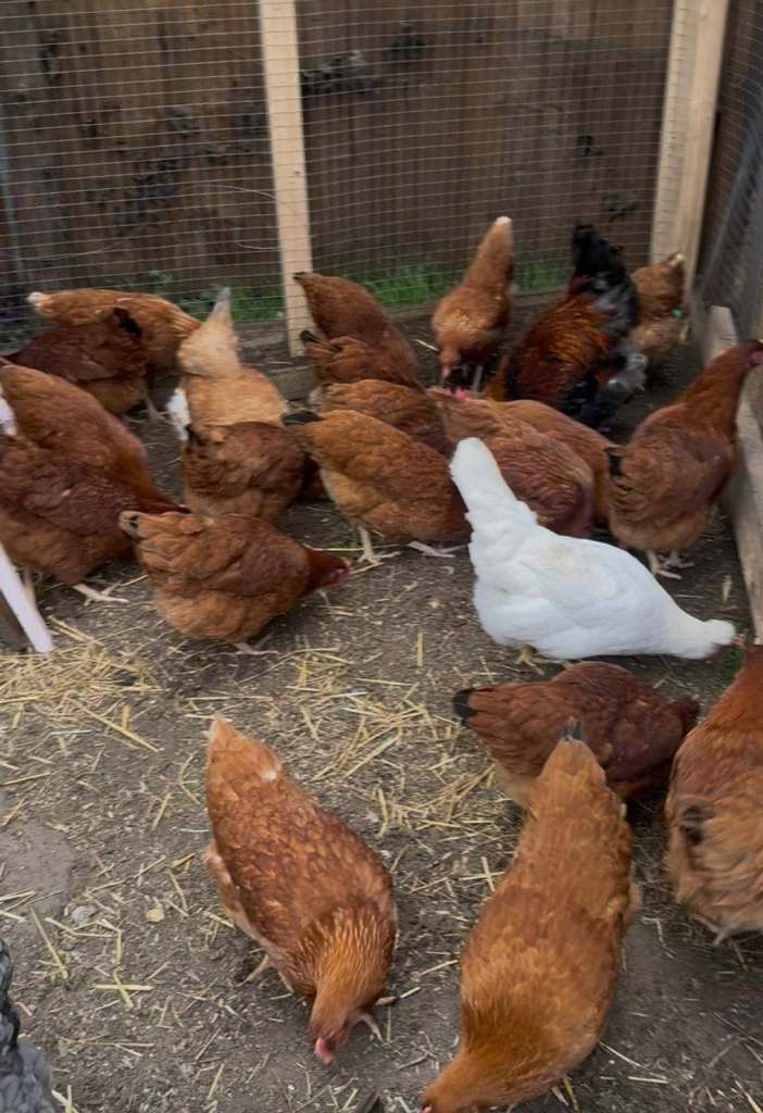 bavan brown black tail hens POL 