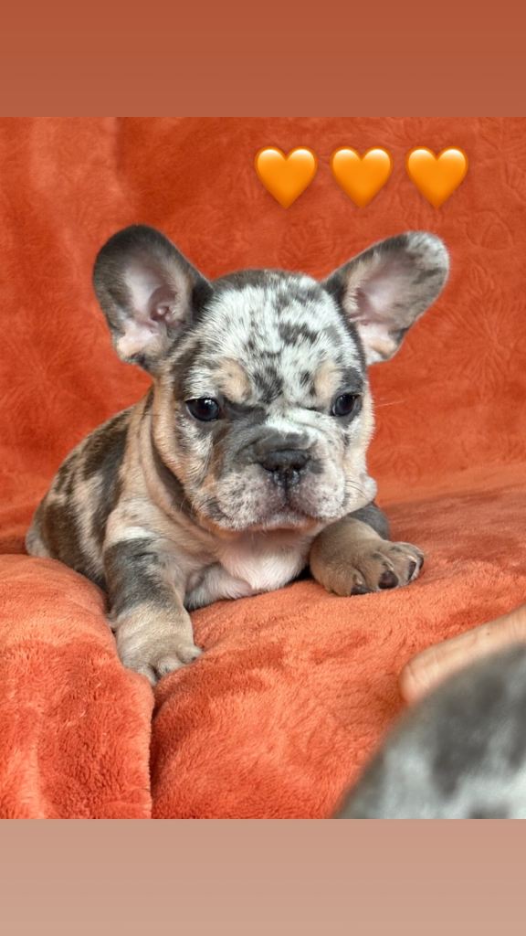  FRENCH-BULLDOG LITTER - LAST 3❤️‍🔥