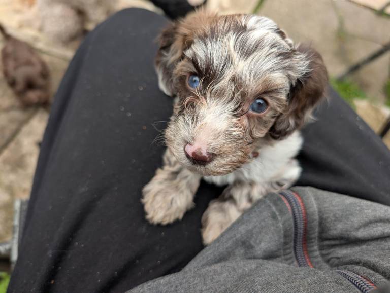 Cockapoo puppies