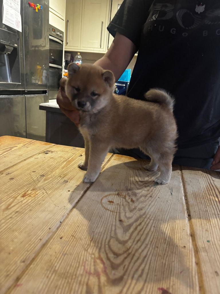 Shiba Inu puppies 