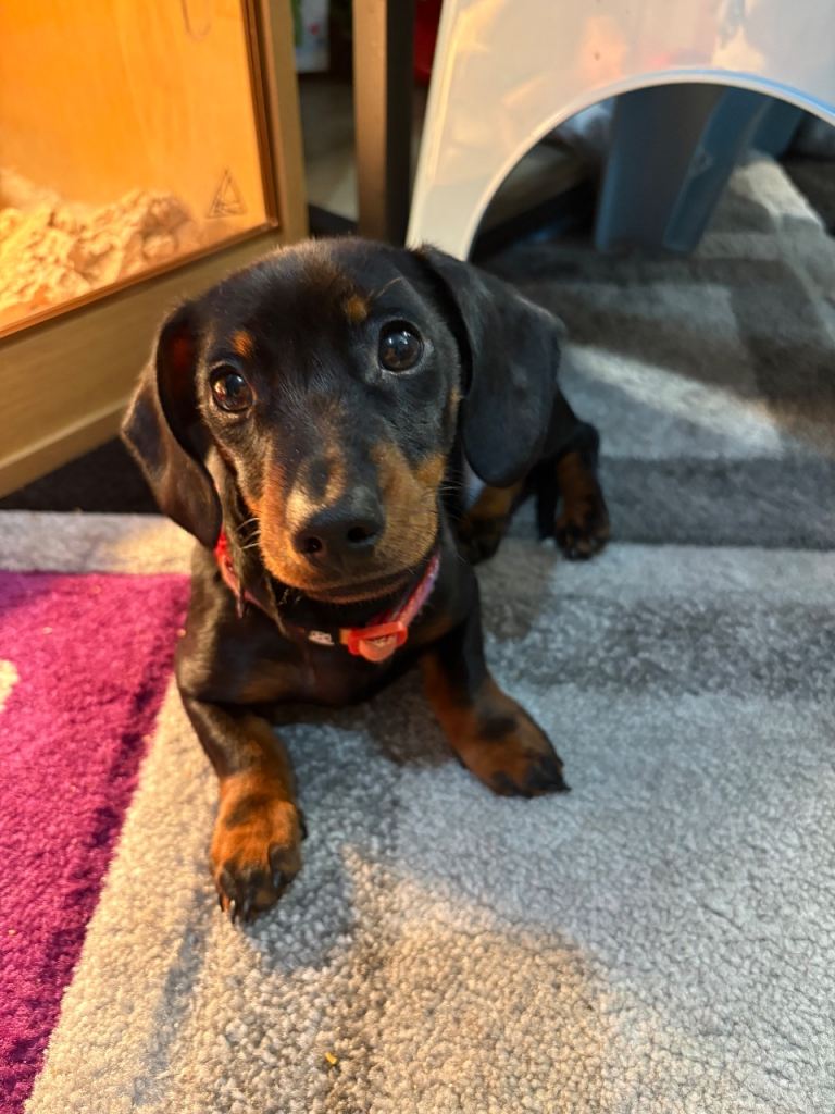 Dachshund