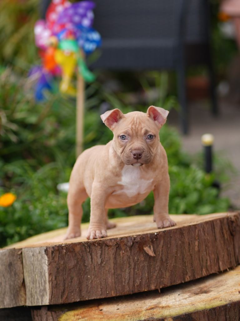 Female American Bully