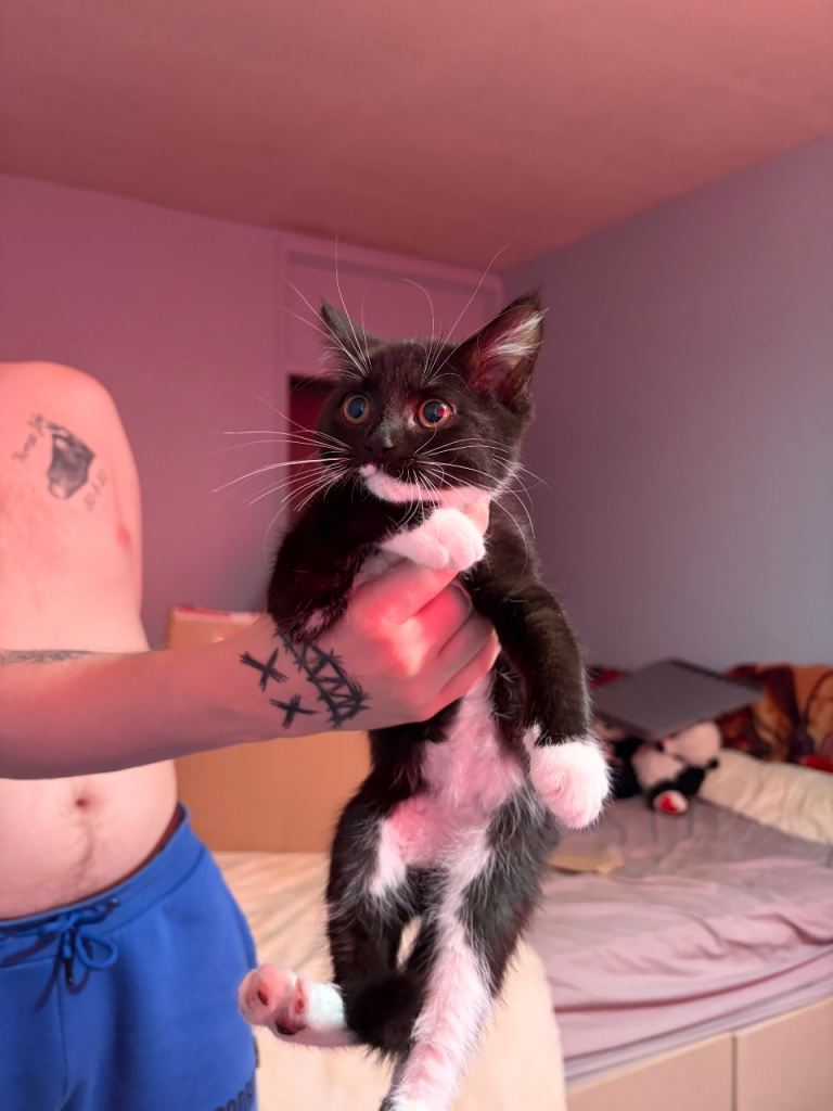 3 kittens 