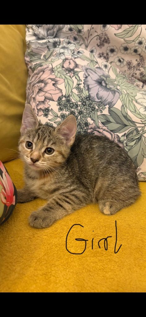 Kittens looking for a new home 