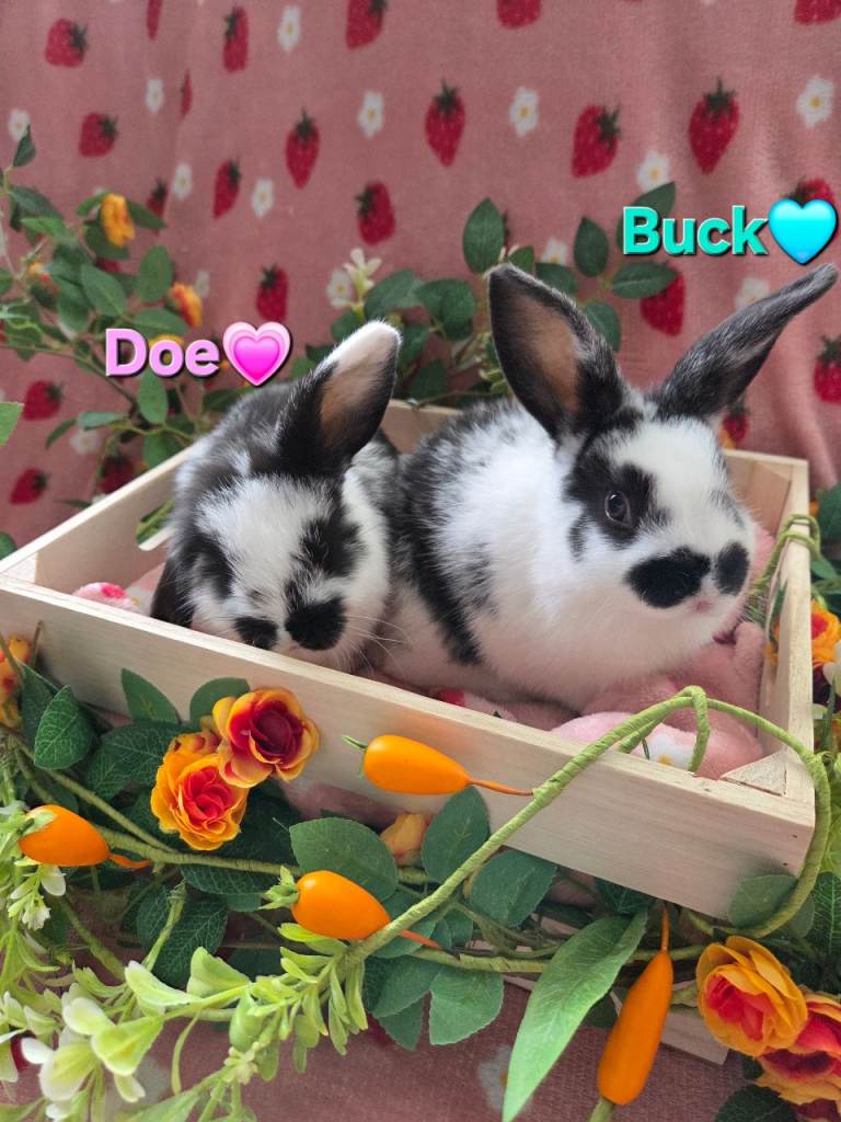 Butterfly mini lop 1 buck🩵 1 Doe💗
