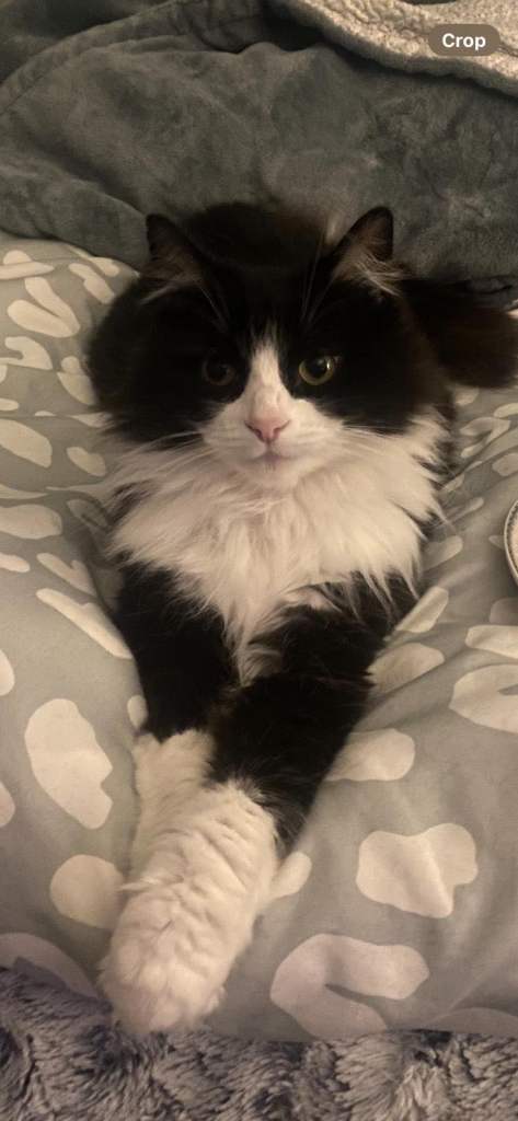 Cat (read description)