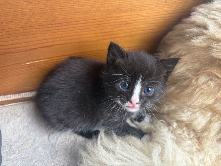 ** Black & White Female kitten **