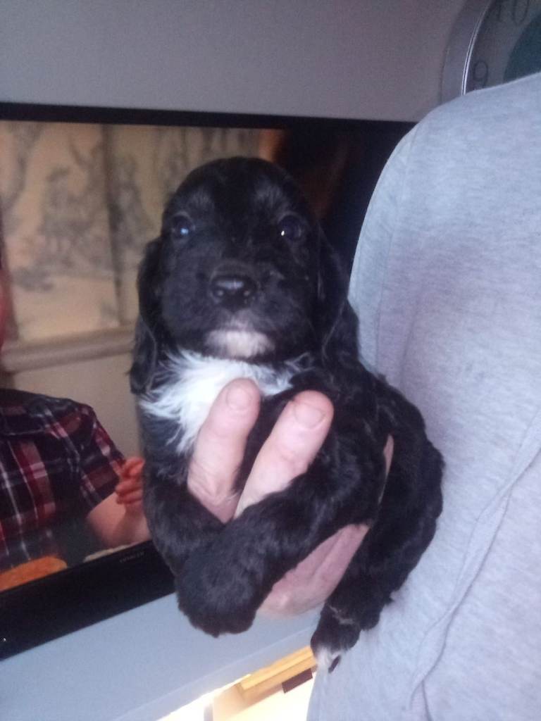 cockapoo boy puppies
