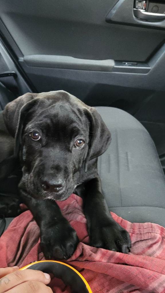 Cane corso