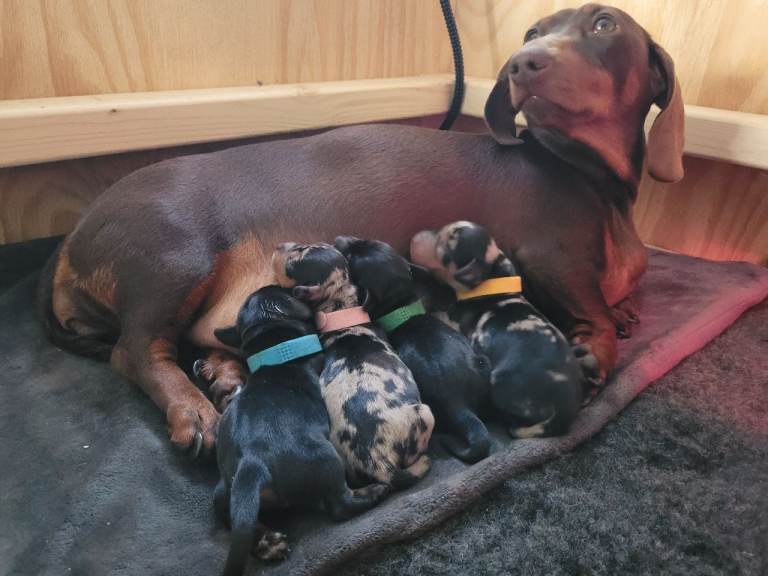 Dauchhound for sale 