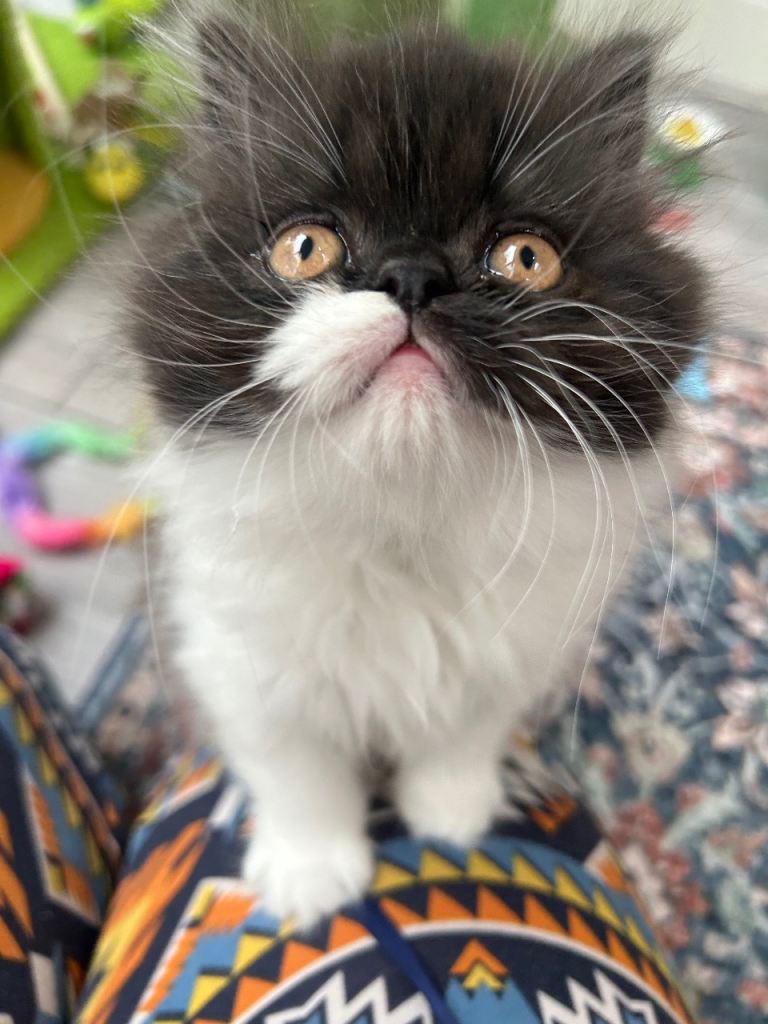 Stunning Persian kittens for sale 