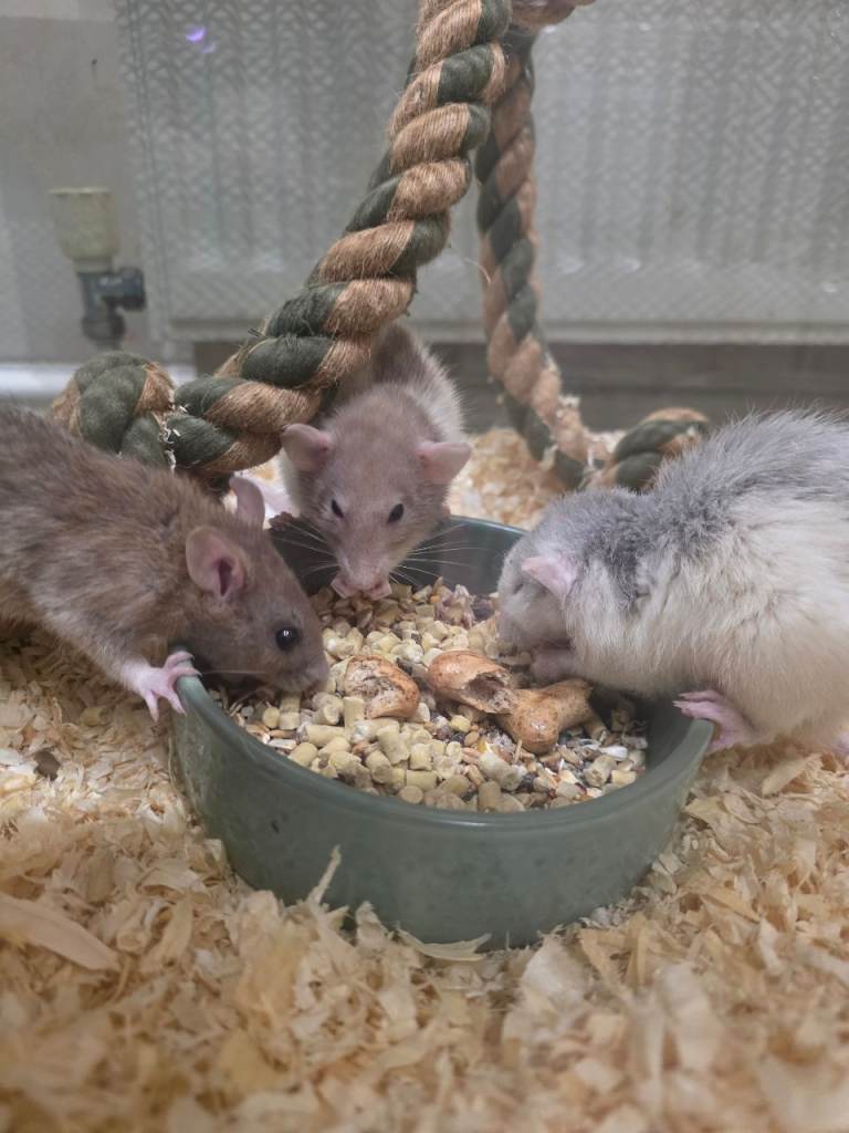 Blue & White Male Rat 