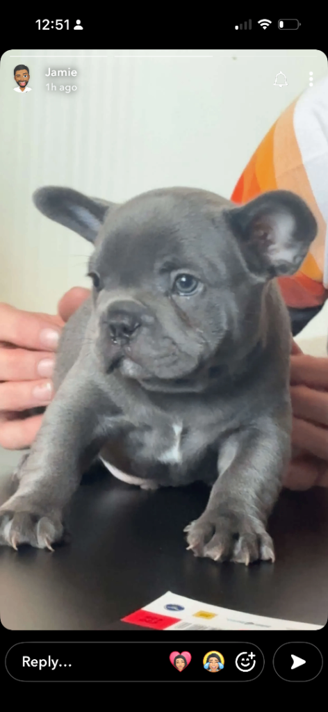 French Bulldog puppies 