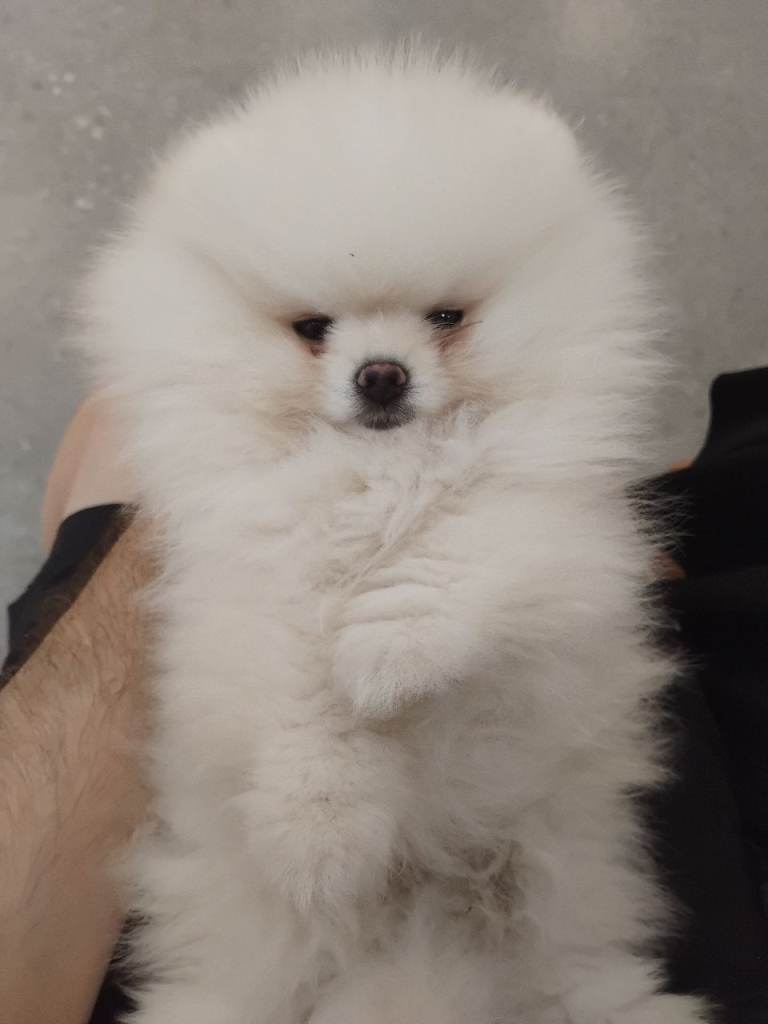 Adorable White 9-Week-Old Pomeranian Puppy Girl KC-Registered