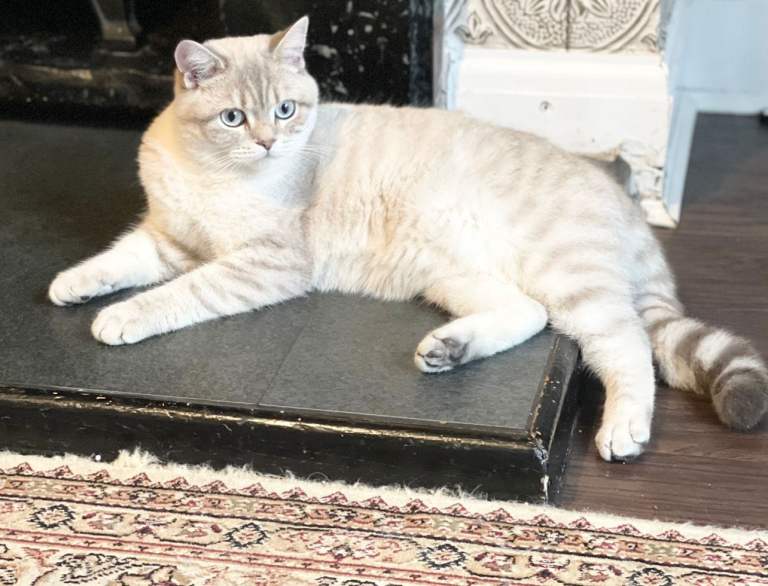 British shorthair colour point cat Girl 3 years old Stunning girl!