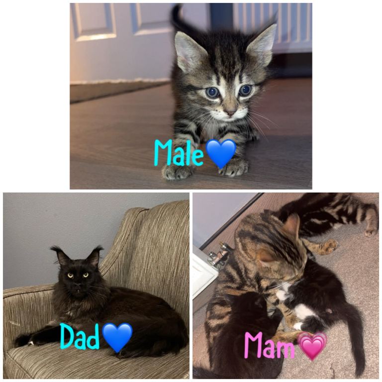 Last male Maine coon kitten 