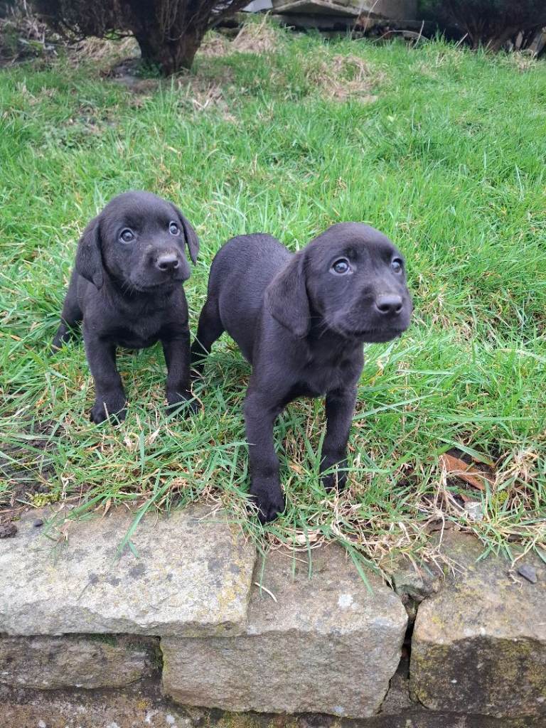 Labrador Puppies For Sale 