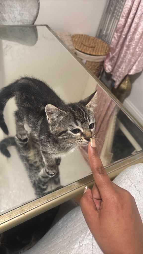 kittens ready to rehome ASAP!