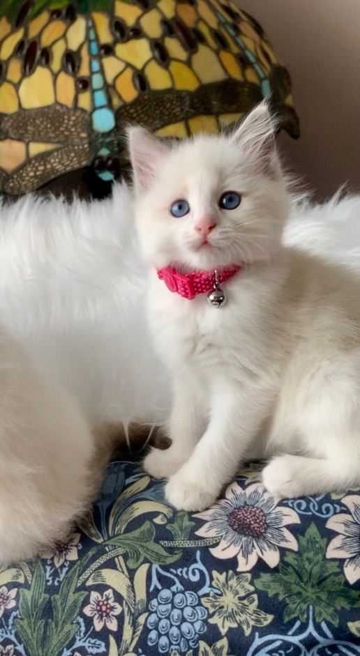 Beautiful bi-colour purebred Ragdoll kittens one girl left