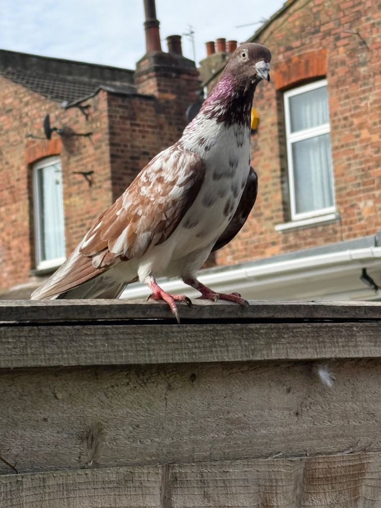 3 Pigeons £70 High Flyer  Pigeons for Sale 