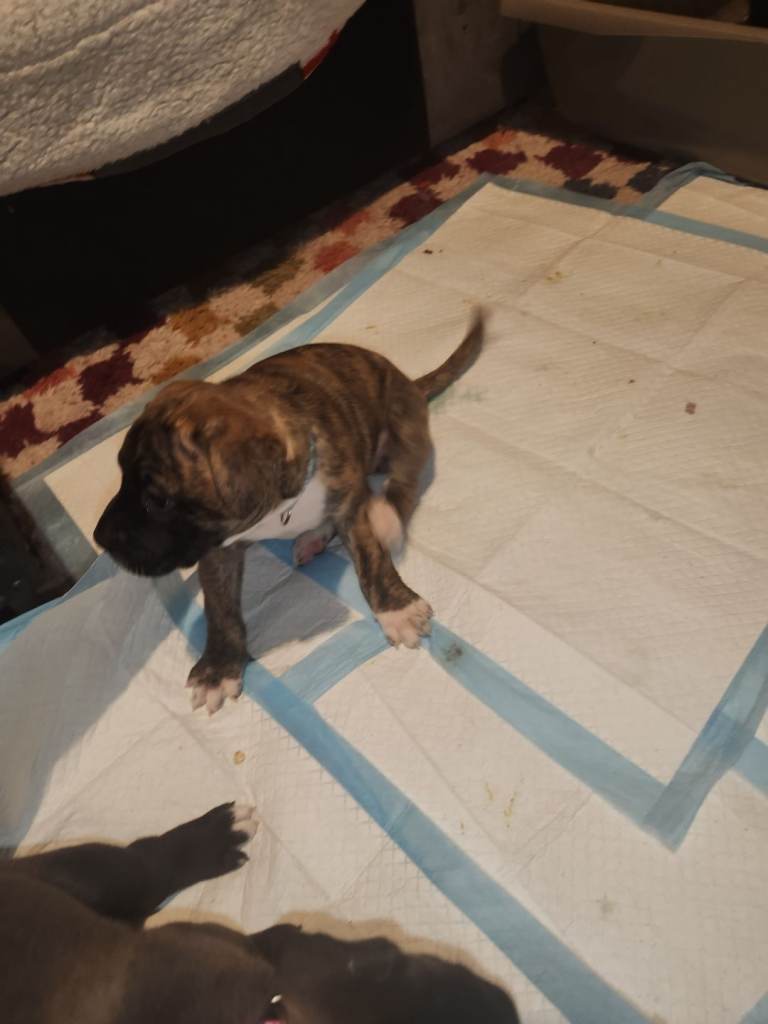 2 female puppies 5weeks old 