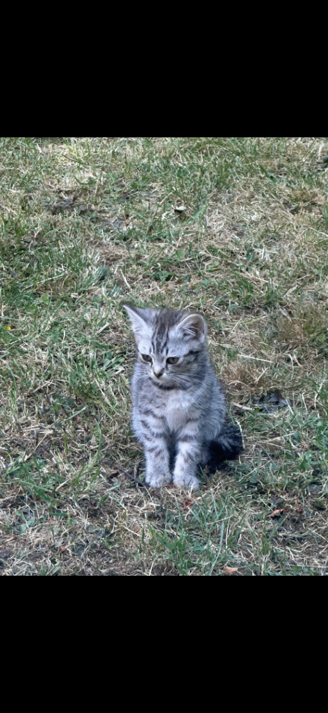 kittens for sale 